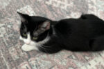 Mimi. Sweet, Cuddly, Female Cat. Has Found New Forever Home 