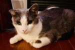 Molly. Young Cat, Female, Has Found Her New Home 
