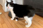 Lily. Female cat needs new home, adopt cat toronto, durham region