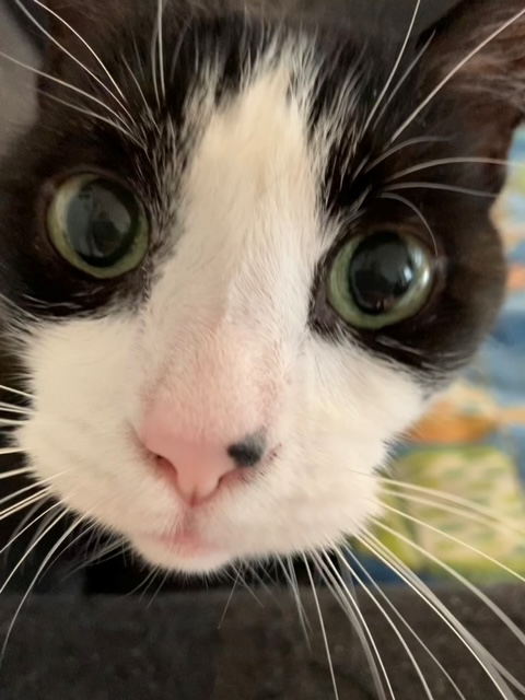 Lily. Female cat needs new home, adopt cat toronto, durham region