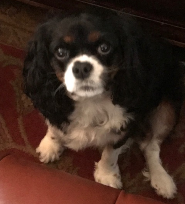 Molly. King Charles Spaniel for adoption