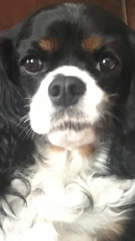 Molly. King Charles Spaniel for adoption