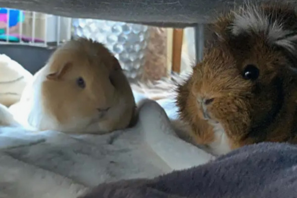 Ozzy and Bear. Guinea Pigs for adoption