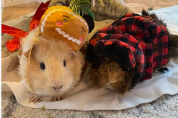 Ozzy and Bear. Guinea Pigs for adoption