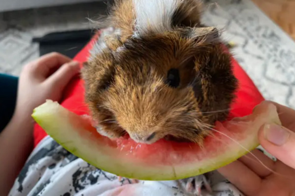 Ozzy and Bear. Guinea Pigs for adoption