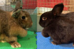 Bubble and Stitch. Rabbits For adoption