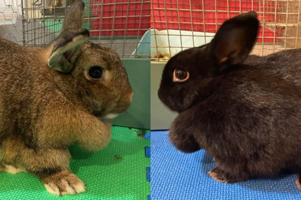 Bubble and Stitch. Rabbits For adoption