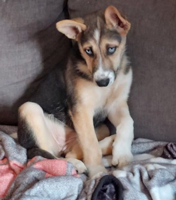 Ladybird. Shepherd / Husky Mix For Adoption