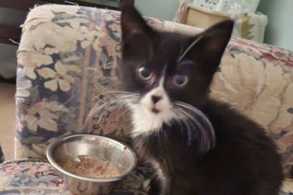 Ozzie. Male kitten for adoption
