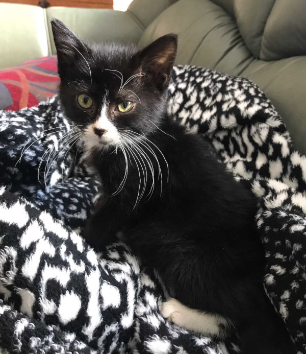 Ozzie. Kitten for adoption.