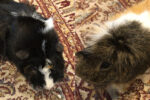 Simba And Jet. Friendly Guinea Pig Buds Find New Home 