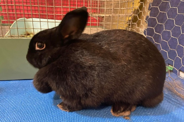 Stitch. Rabbit for adoption