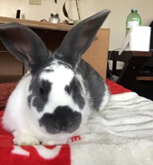 Teddy. Sweet rabbit for adoption