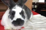 Teddy. Sweetest Rabbit Ever. Has Found New Home 
