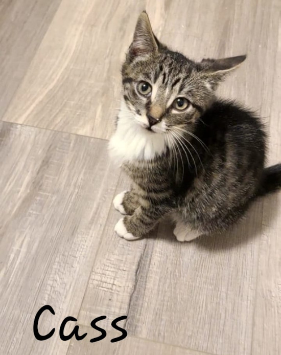 Kittens for adoption, Toronto GTA, Durham Region
