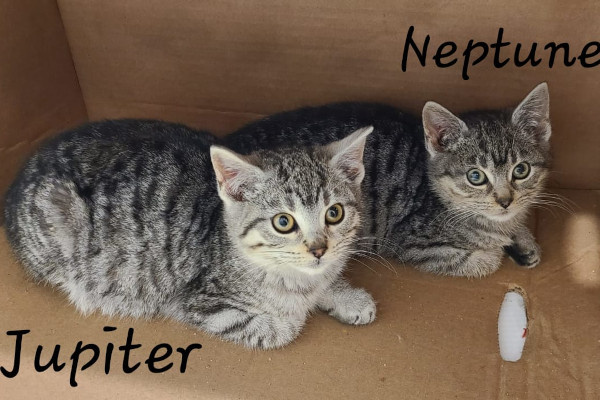 Kittens for adoption, Toronto GTA, Durham Region
