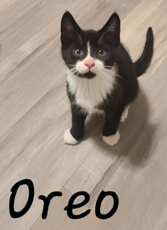 Kittens for adoption, Toronto GTA, Durham Region