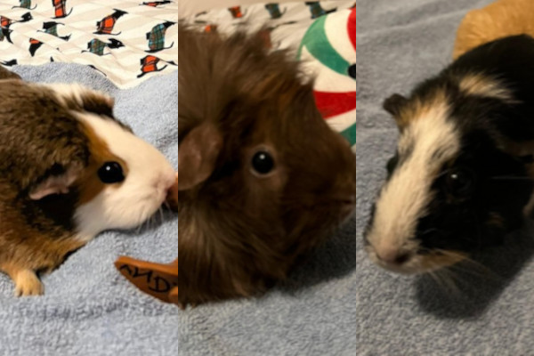 Faith, Hope, Holly. Guinea Pigs for adoption