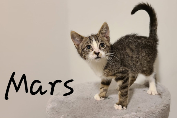 Mars. Kitten for adoption Toronto Durham Region