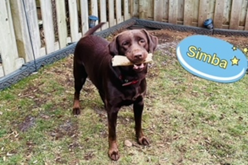 Simba. Chocolate labrador retriever, dog adopt