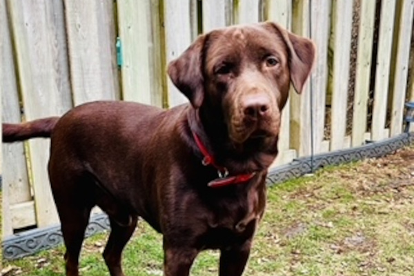 Simba. Chocolate labrador retriever, dog adopt