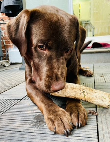 Simba. Chocolate labrador retriever, dog adopt