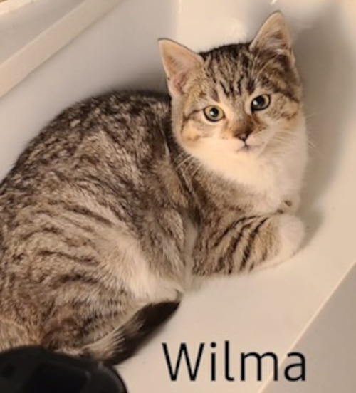 Wilma. Kitten for adoption