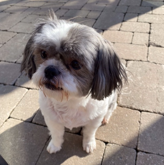 Missy and Abby. Shih Tzu dogs for adoption