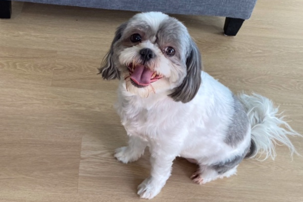 Missy and Abby. Shih Tzu dogs for adoption