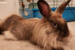 Foxy. Female, Lionhead Rabbit Moves To Her New Forever Home 