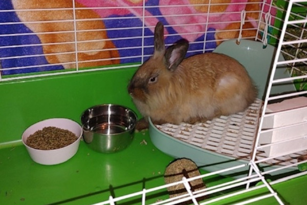 Foxy. Rabbit for adoption