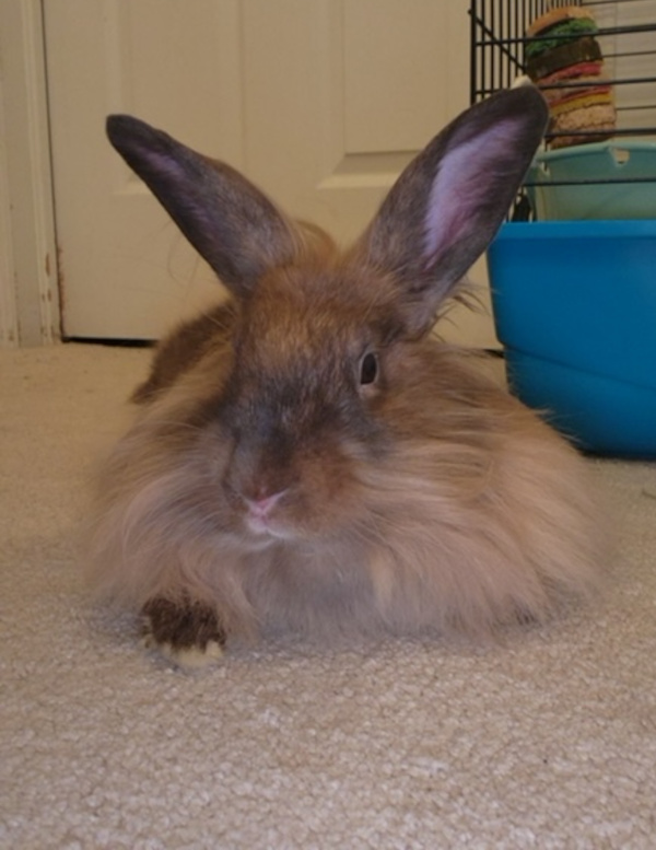 Foxy. Rabbit for adoption