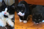 Judy, Jimmy, Joey. Kittens Find Their New Homes – UPDATE 