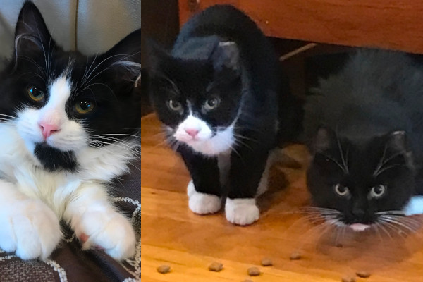 Judy, Jimmy, Joey kittens for adoption