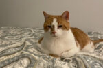 Lucky Luke. Male Cat, Affectionate. Adopted, Moves To His New ..