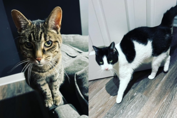 Oreo and Simba. Cats for adoption Toronto GTA