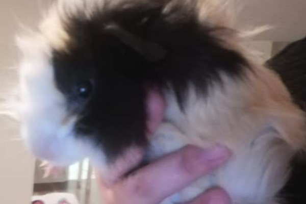 Potamus. Guinea Pig for adoption