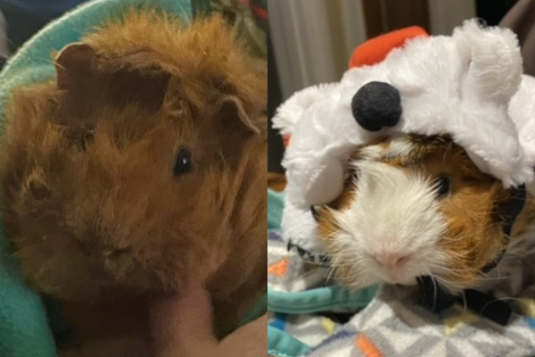 Wiggly and Squiggly. Guinea pigs for adoption