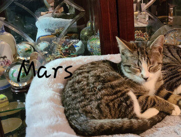 Mars Kitten for adoption.
