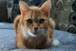 Simba, cat for adoption. male, neutered