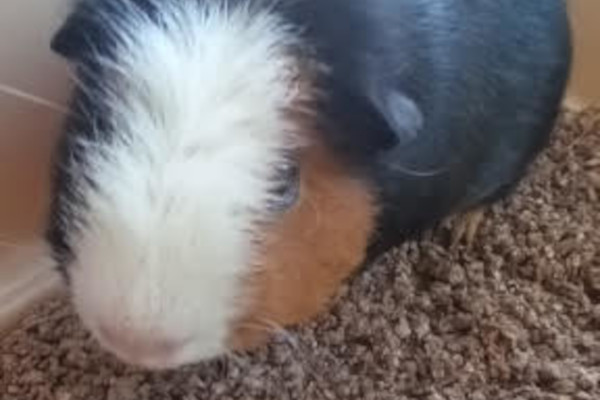 Squeaky. Guinea pig for adoption