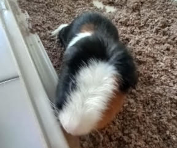 Squeaky. Guinea pig for adoption