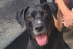 Auston. Dog for adoption, Durham Region, Toronto GTA