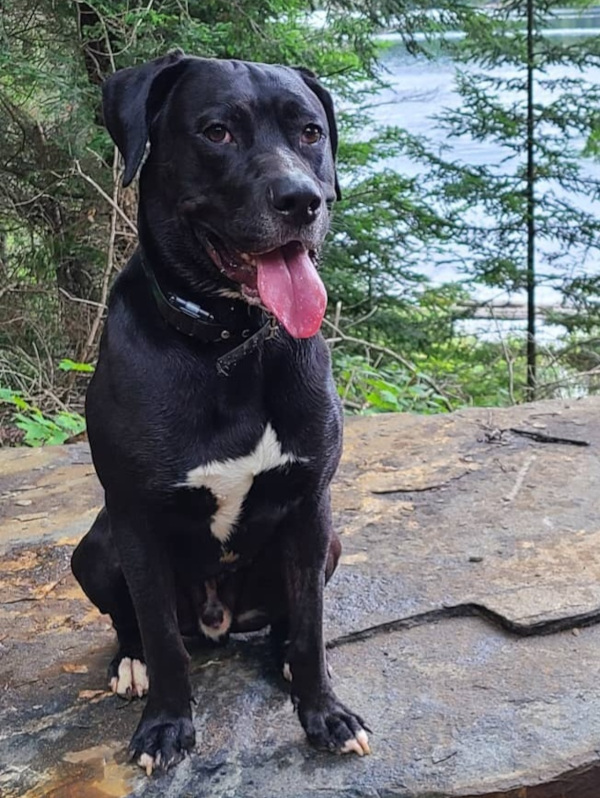 Auston. Dog for adoption, Durham Region, Toronto GTA