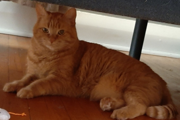 Caramel. Declawed, senior, male cat for adoption.