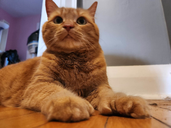 Caramel. Declawed, senior, male cat for adoption.