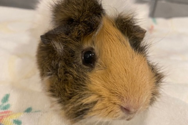 guinea pigs for adoption