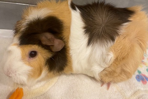 guinea pigs for adoption