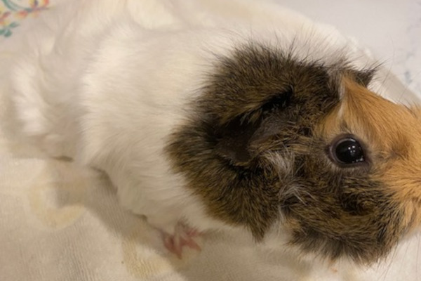 guinea pigs for adoption