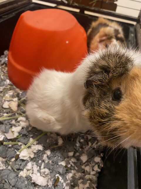 guinea pigs for adoption